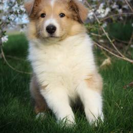 Collie Puppies from Circle H Farm