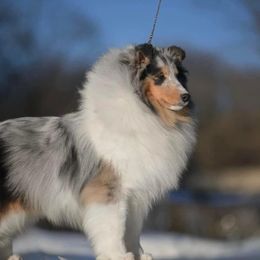 Oahu - Shetland Sheepdog