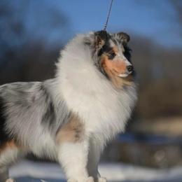Oahu - Shetland Sheepdog