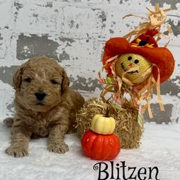 Blitzen - Apricot male Goldendoodle puppy in Nortonville, Kentucky from Deb’s KY Doodles