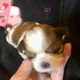 Girl 1 - Shih Tzu puppy in Silver Lake, Oregon from Bling Shih Tzu