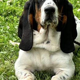 Lovey Dovey - Basset Hound