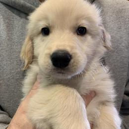 Girl 1 - Golden Retriever puppy in Michigan from Cider Ash Goldens