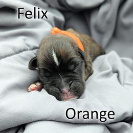 Felix - Orange - Brindle male Boxer puppy in Sherrill, Iowa from Balltown Boxers