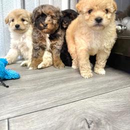 Aussiedoodle and Miniature Schnauzer Puppies from Southern Paws Kennels