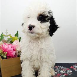 Frodo - Black and white male Bernedoodle puppy in Granton, Wisconsin from Rose River Farms