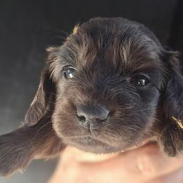 Bailey - Dapple female Dachshund puppy in Bigfork, Minnesota from Long Ears and Long Dogs Ranch