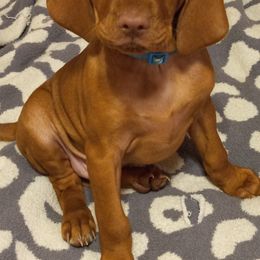Vizsla Puppies from Char's Vizslas