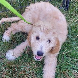 Aqua Female - Cream female Goldendoodle puppy in Vernon, Vermont from Dynamic Doodles of Southern Vermont