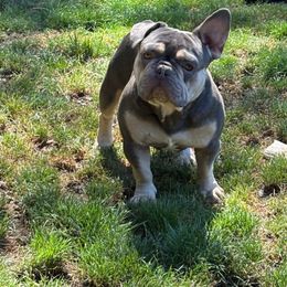 Olaf - French Bulldog