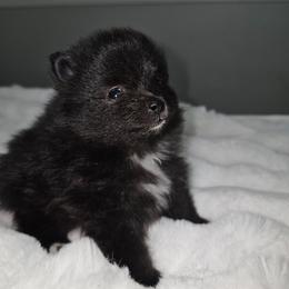 Pomeranian puppies from Abq Poms
