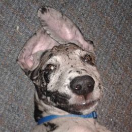 Great Danes from Dennison's Danes
