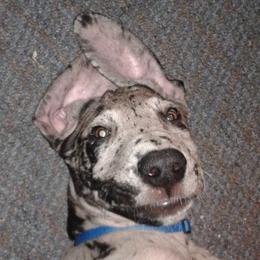 Great Danes from Dennison's Danes