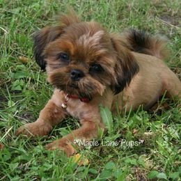 Phoenix - Shih Tzu