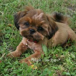 Phoenix - Shih Tzu