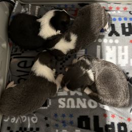 American Corgi and Pembroke Welsh Corgi Puppies from Beebe’s Corgis