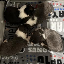 American Corgi and Pembroke Welsh Corgi Puppies from Beebe’s Corgis