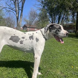 Quinn - Great Dane