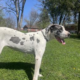 Quinn - Great Dane