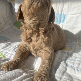 Goldendoodle Puppies from Cassie Farms