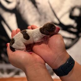 Prada - Piebald female Dachshund puppy in Calexico, California from The house of Dachshund