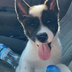 Sporty Mix Puppies from Eternal Symmetry