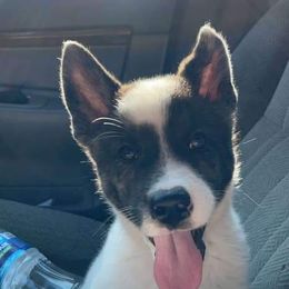 Sporty Mix Puppies from Eternal Symmetry