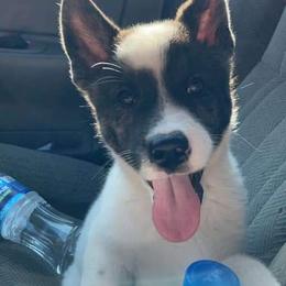 Sporty Mix Puppies from Eternal Symmetry