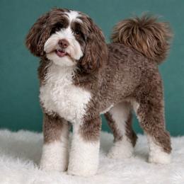 Lilah - Australian Labradoodle
