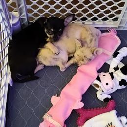 Chihuahua Puppies from Dee Hayes