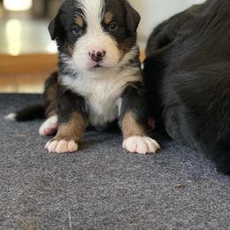 Bernese Mountain Dog Puppies from Queenstown Fine Bernese