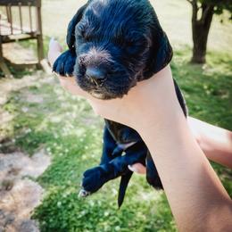 Goldendoodle Puppies from Peachy Doodles