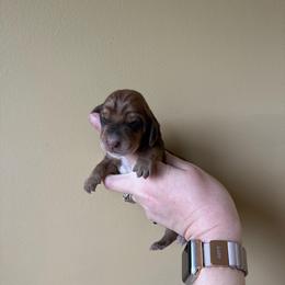 Simba - Mahogany and white male Basset Hound puppy in Leroy, Michigan from Iron Sentry Farms
