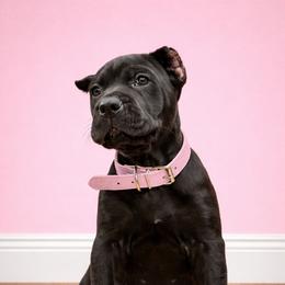 Molosser (Bully x) Puppies from Monumental Mastiffs