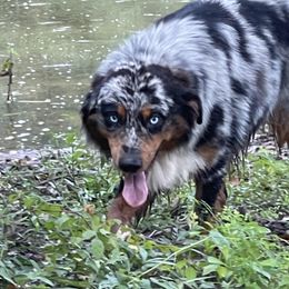 Doc - Australian Shepherd
