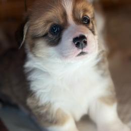 Sammy - Red male Pembroke Welsh Corgi puppy in Inola, Oklahoma from Pine Lane Pembrokes