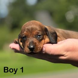 Red Boy 1 - Red male Dachshund puppy in Hickory, Kentucky from NanoDachs