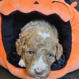 Jack - Red male Labradoodle puppy in Phelan, California from Family Doodles