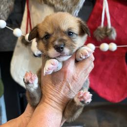 Marlin-tan collar - Red male Pembroke Welsh Corgi puppy in Benjamin, Utah from Nuna’s  Corgis