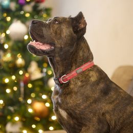 Kleo - Cane Corso