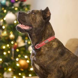 Kleo - Cane Corso