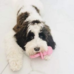 Ivy - Australian Labradoodle