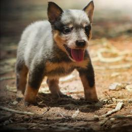 Gandalf (AKC) - Blue male Australian Cattle Dog puppy in Marana, Arizona from Impact 3rd Australian Cattle Dogs