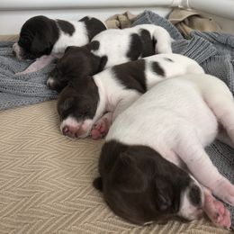 German Shorthaired Pointer Puppies from Chasing Kaya