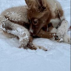 Native American Indian Dog Puppies from Corn Moon Kennels