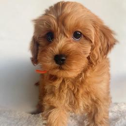 Butterfinger - Red male Cavapoo puppy in Van Alstyne, Texas from Home Grown Puppies