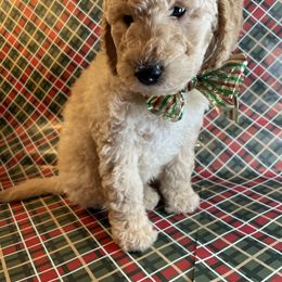 Boy 1 - male Goldendoodle puppy in Sumner, Washington from Little Acre Doodles