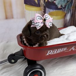 Tesla - Chocolate female Shih Tzu puppy in Columbia, Kentucky from Lisa Bandy Shih Tzu