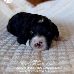 Alfredo - Tri-color male Bernedoodle puppy in Orange, Texas from Walk with Me Doodles