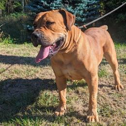 Mischief - Boerboel